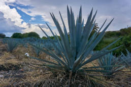 tequila-agave tequila-routa del tequila